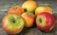 Pommes Reinette