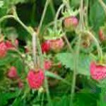 Fraises